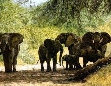 Ae 49 Samburu Elephants Simon Combes sqs. , 