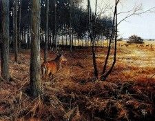 Verstappen Pieter Nature 04 Sun. Verstappen, 