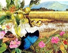 Oz AGls111 Tony Oliver Yellow-Bellied Flycatcher. , 