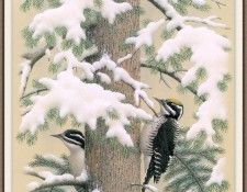 Sj WbZ 23 Three-toed Woodpecker. , 