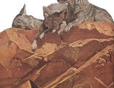 bs- Nicholas Wilson- Summer A M Coyotes. ������, �������