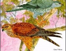 pa TonyOliver AustralianEndangeredWildlife 04. , 