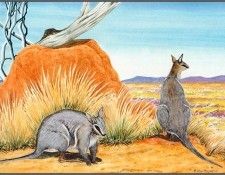 pa AVM ext 01 Moylan CrescentNail-TailWallaby. -, K