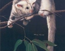 Oz AGls029 Rod Scott Greater Glider. , Rod