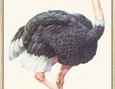 BarrettPeter Ostrich-We. , 