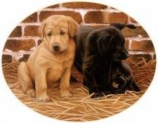 Ipl 0024 Just Being Puppies NigelHemming sqs. ,    