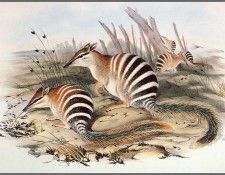 pa AVM end 08 Gould Numbat. , 