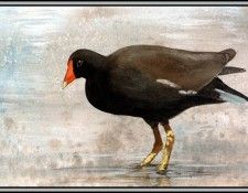 D50-AWE012-RB-Common Moorhen 1. Bansemer, ������