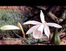 an artists garden csg029. ���, �������