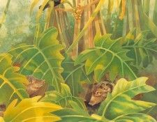 s4-vanishingspecies037-collaredpeccary. �����, L