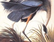 bs-ahp- John Audubon- Great Blue Heron. Audubon,  