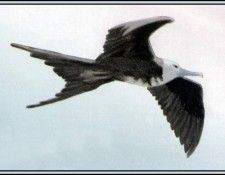 D50-AWE034-BR-Frigatebird 2. Bansemer, ������