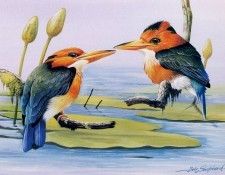 kb Shepherd Eric 07 Yellow Billed Kingfishers. , 