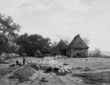 Roelofs Willem Herd of sheeps Sun. , 