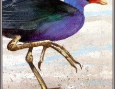 D50-AWE011-RB-Purple Gallinule. Bansemer, ������