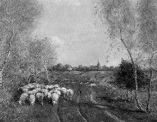 Hamel Willem Sheepsherd at Rolde Sun. �����, ������