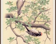 Sj WbZ 15 Nuttalls Woodpecker. ���������, �������