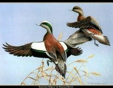 cr MaynardReece023. ���, �������