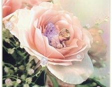 kb Cross Tom Sum Rose Fairy. �����, ���