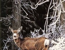 Parker, Ron - Mule Deer (end. ������, ���