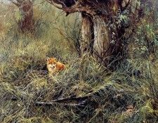 Verstappen Pieter Nature 40 Sun. Verstappen, �����