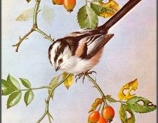 pa BasilEde 41 Long TailedTit. , 