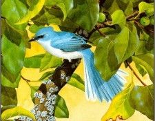 pa NormanArlott 19 Fairy BlueFlycatcher. Arlott, ������