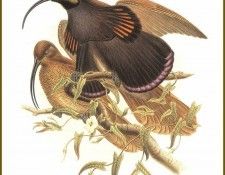 PO ptb 39 Paradisier de dAlbertis. , 