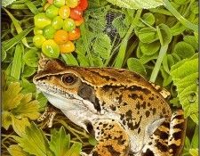pa TonyOliver FrogsSingSongs 02b. Оливер, Тони