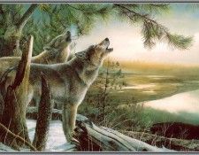 KevinDaniel CallOfTheWild (sj-art302). , 