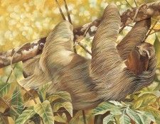 s4-vanishingspecies010-brazilianthreetoedtreesloth. Риган, L