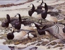 43595. Tunnicliffe, 
