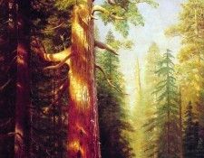 The Great Trees. , 