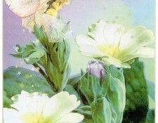 kb Cross Tom Win Primrose Fairy. �����, ���