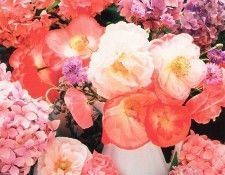 Amanda Bradley - May 2001, De. ������, ������