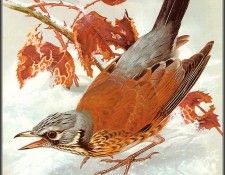 pa BasilEde 53 Fieldfare. Эде, Василий