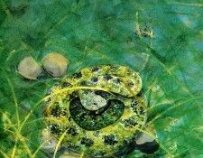 Time For Bed Tb 0011 Little Snake JaneDyer sqs. �����, �����