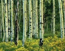 Charles Gurche - Wasatch-Cache National Forest UT, De. Gurche, 