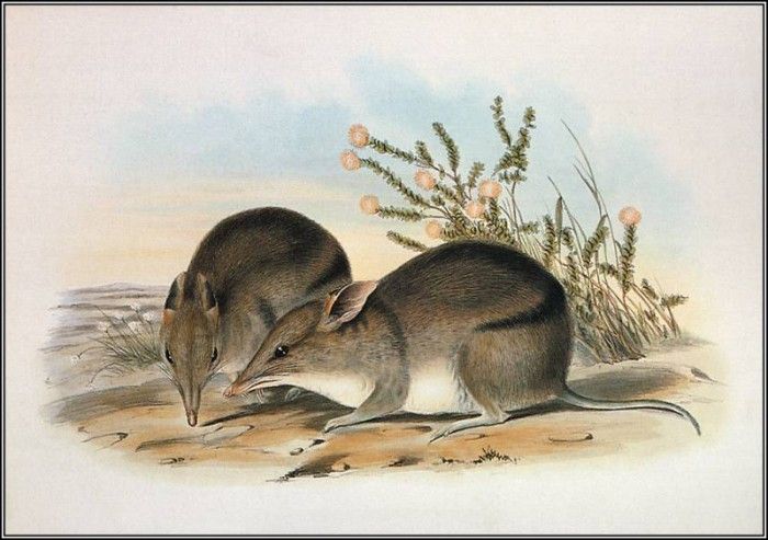 pa AVM end 11 Gould WesternBarredBandicoot. , 