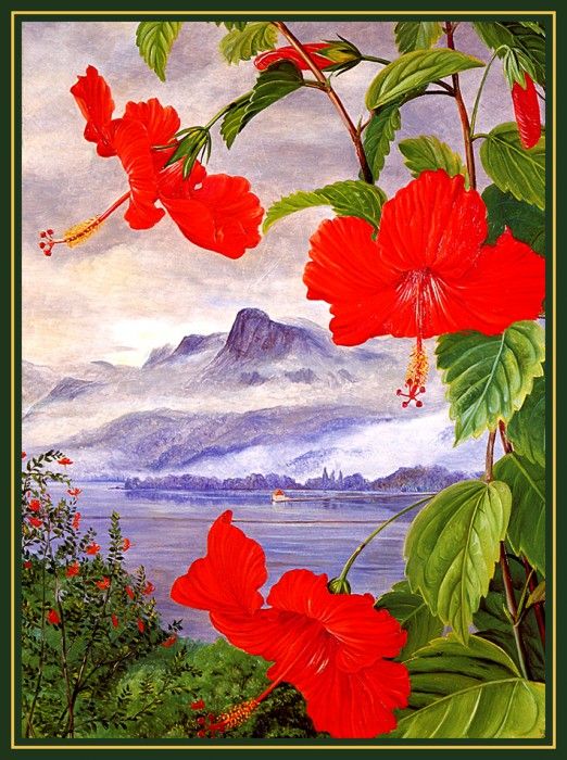 bs-flo- Marianne North- Hibiscus Liliiflorus- Seychelles. , 