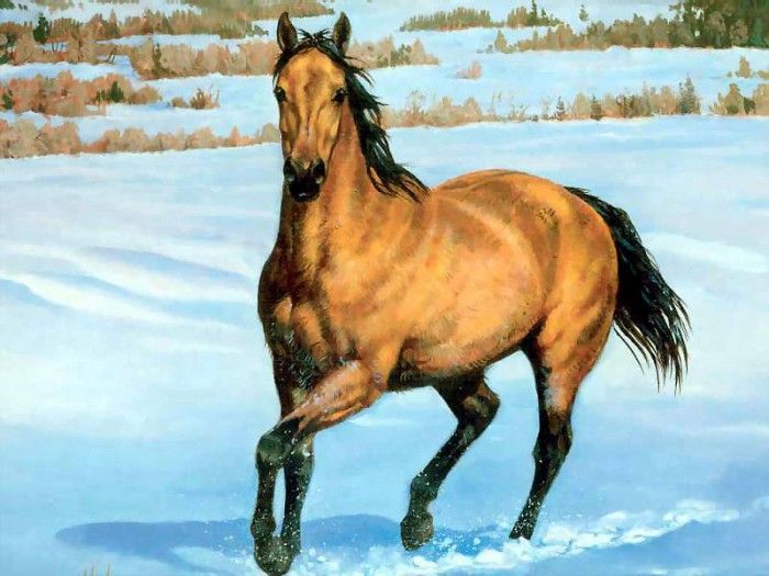 horses in the mist csg001 quarter horse buckskin. , 