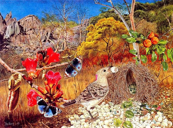 Oz AGls063 Tony Oliver Great Bower Bird. , 