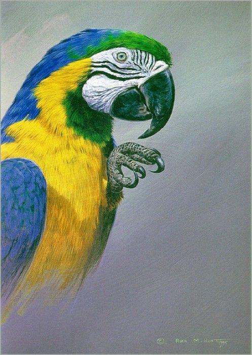 HuntAlan-BlueAndGoldMacaw-sj. ,  M