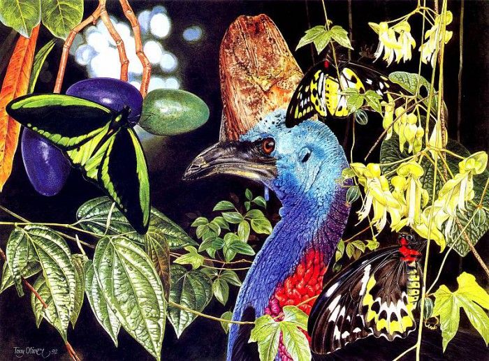 Oz AGls087 Tony Oliver Southern Cassowary. , 