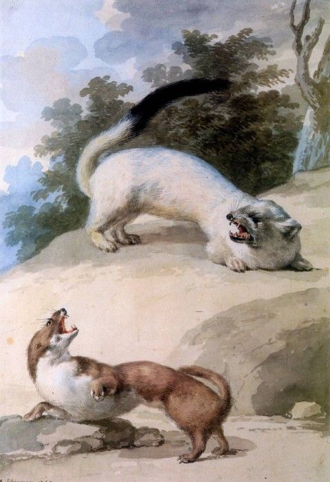 Schouman Aert Ermine and weasel Sun. Schouman, 