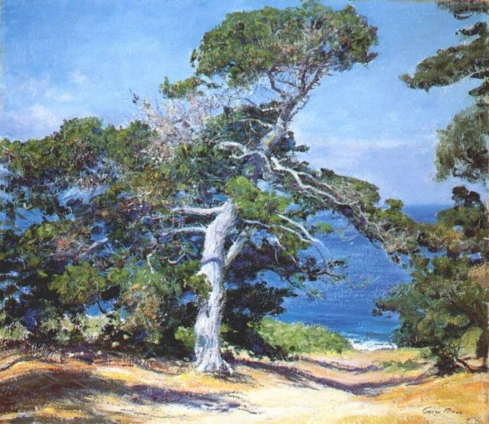 rose a carmel pine c1918. , 