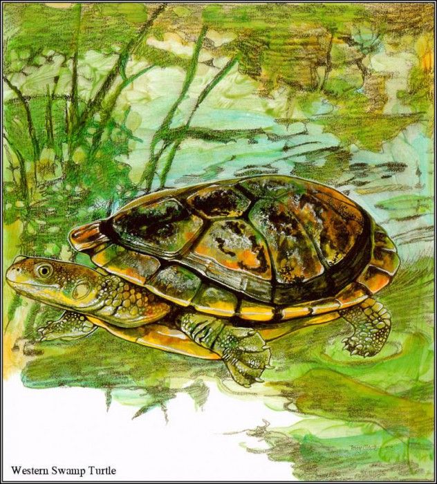pa TonyOliver AustralianEndangeredWildlife 28. , 