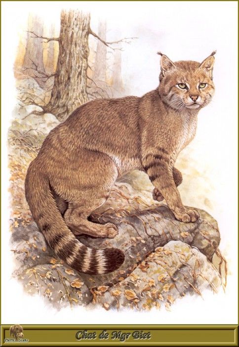 PO pfrd 024 Chat de Mgr Biet. Dallet, ������