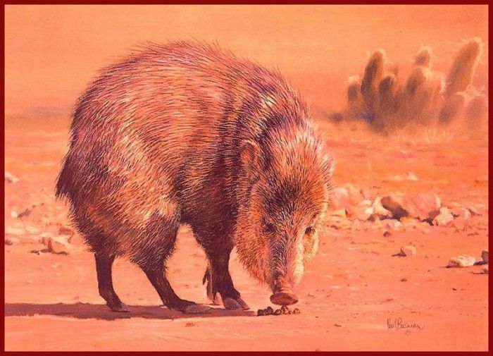 lrsBosmanPaul-Javelina. , 