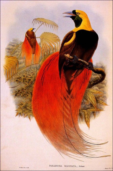 bs-na- William Hart- Count Raggis Bird Of Paradise. ,  